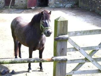 The Byre, Ilfracombe