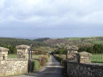 Azalea, St Breock Downs