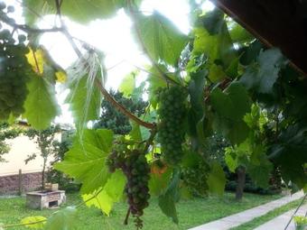 Hostal Lugas Vend�gh�z