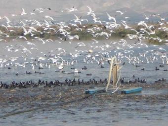 Jordan Valley Birding Lodge