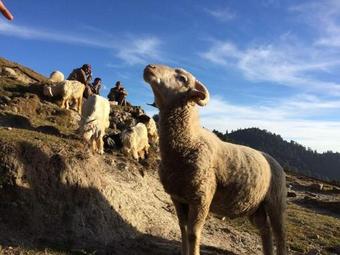 Deepforest Camps With Lake Views