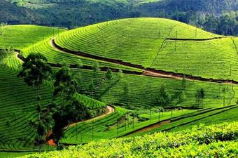 Posada Shanmuga Residency - Vagamon / Elappara