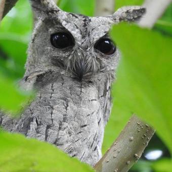 Camp Hornbill Corbett