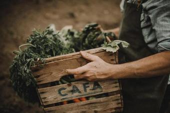 Apfelhotel Torgglerhof