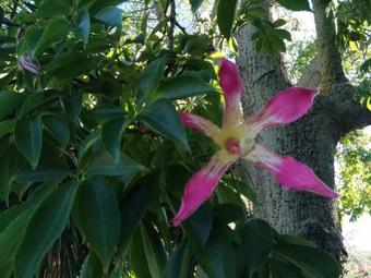 Villa Chorisia Relais