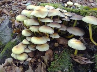 Hostal Chalet Vista Lago