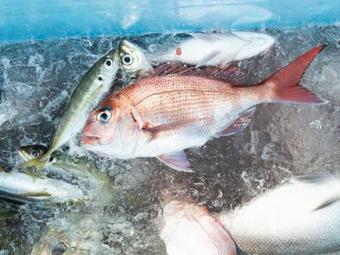 Marin Port Hotel Ama