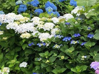 Hostal Minshuku Tomato House