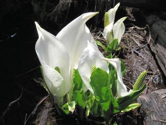 Posada Pension Green Field