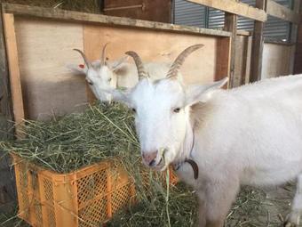 Hostal Gufo No Mori Kamifurano