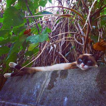 Starry Forest Cottage