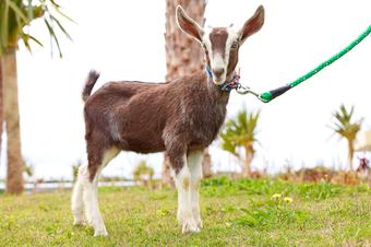 Hotel Aj Resort Island Ikeijima