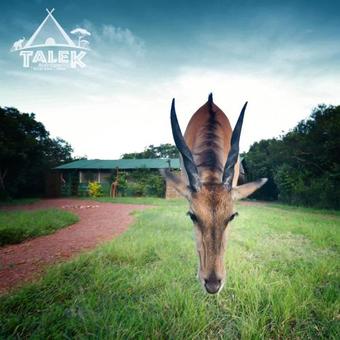 Talek Bush Camp , Masai Mara