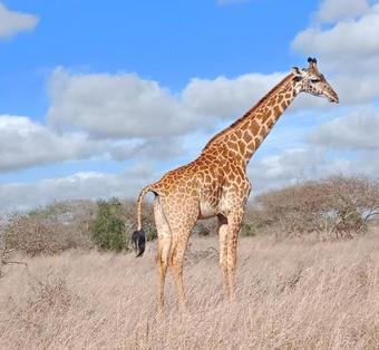 Hotel Lake Jipe Safari Camp