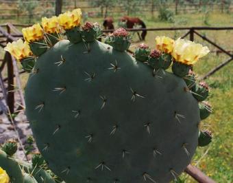 Bed & Breakfast Fontana Del Cherubino