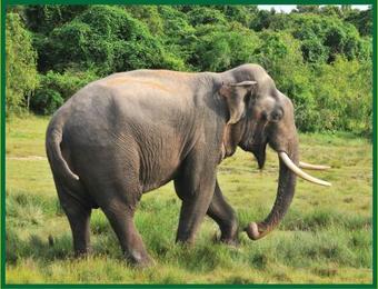 Eco Island Sri Lanka Tented Safari Camp Yala