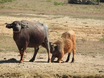 Rivosen Camp Yala Safari