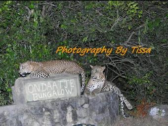 Leopard Spotting Camp - Yala