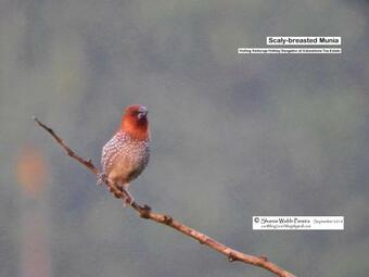 Villa Sinharaja Holiday Bungalow