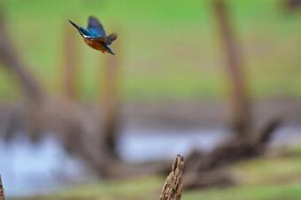 Explorer By Mahoora - Gal Oya National Park (all Inclusive)