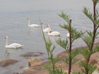 Posada Kursmariu Vila