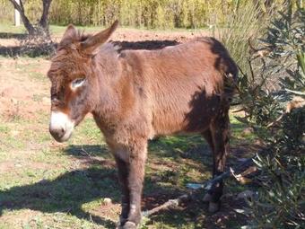 Hostal Villa Paradise