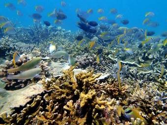 Hotel Sari Pacifica Resort & Spa, Sibu Island, Johor