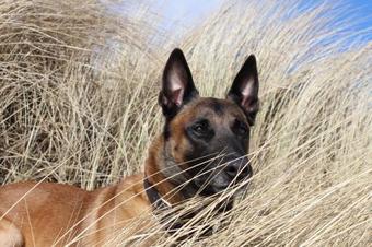 Apartamento D�nengl�ck