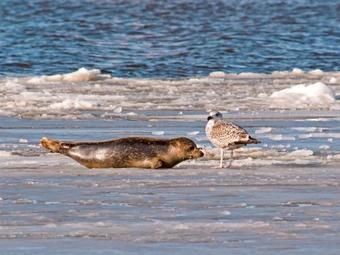 Ferienhaus Lauwersmeer 200s