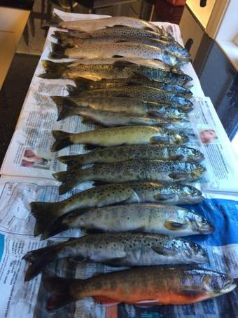 Bed & Breakfast Josygaard