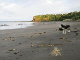 Opunake Motel And Backpackers Lodge