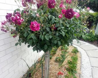 Bed & Breakfast Courtenay B & B