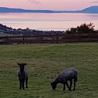 Lakeview Cottage Bed And Breakfast