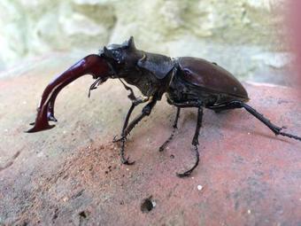 Agroturismo Dominic Boutique - Gardener's Cottage