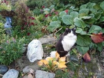 Posada Guest House Colibri
