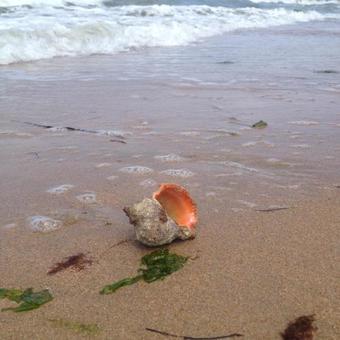 Hostal Suhie Vesla Guest House