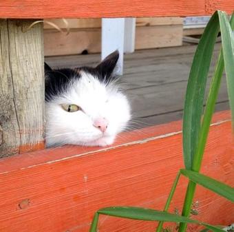 Hostal Guest House Mandarin