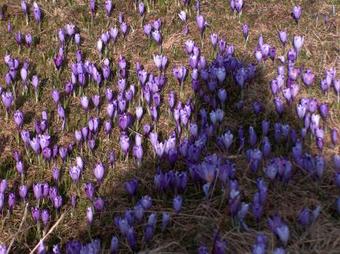 Chalet Pehta Velika Planina