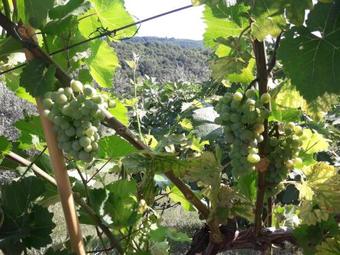 Hostal Residence Gold Istra