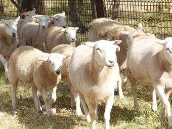 Agroturismo Ossies Homestead Farmstay