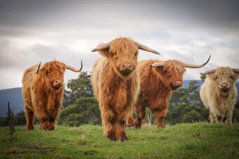 Bed & Breakfast Highland Getaway