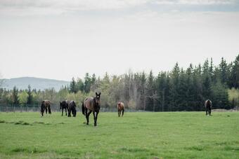 Hostal Penzion Orlov