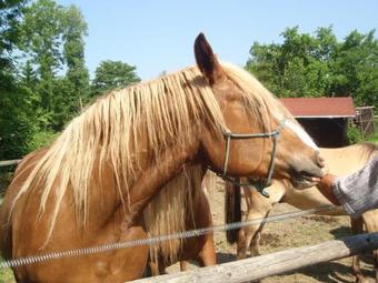 Hostal Pension Kon�rna