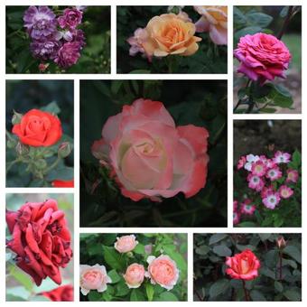 Hostal Penzion Roseta