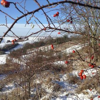 Vinn� Sklipek U Sidonie