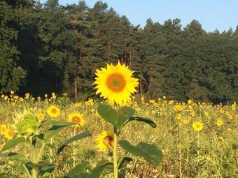 Hostal Pension Zum Alten Gasthaus H�nsel