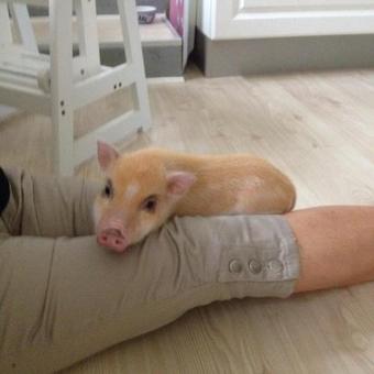 Debbie's Bed And Breakfast