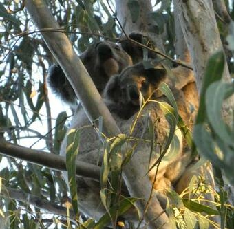 Lodge Kookaburra Cottage At Uralba Eco Cottages