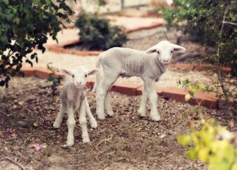 Agroturismo Redwing Farm Stay