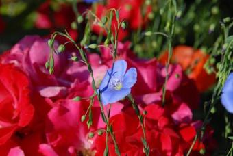 Bed & Breakfast B+b Passifleur